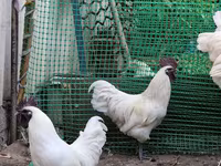 Chickens — foto 1