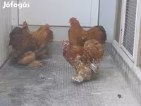 Pekin-Zwerg — Foto 3