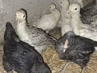 Turkeys — zdjęcie 2