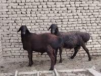 مینڈھا, بھیڑیں — تصویر 4