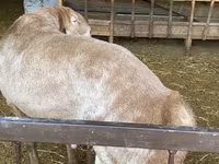قوچ, Arashan sheep — عکس 2