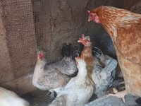 Chickens — φωτογραφία 5