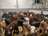 گاو ماده, Simmental cattle — عکس 7