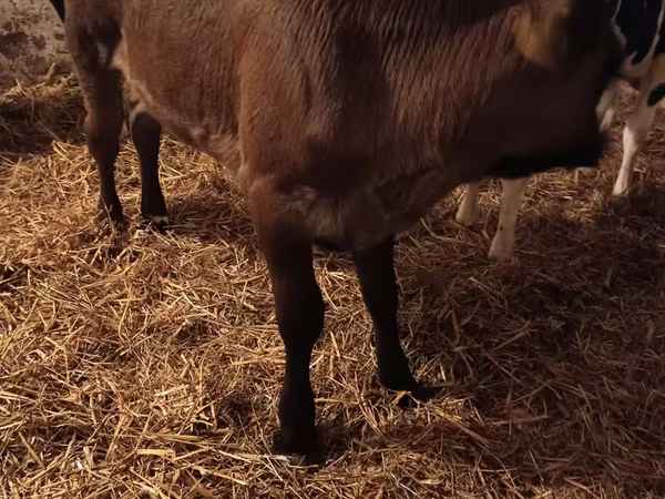 Lembu betina, Aberdeen-Angus
