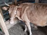 Krava, Simmental cattle — fotografija 1