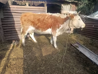 Ko, Simmental cattle — foto 1
