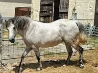 Էգ ձի, Ձիեր — լուսանկար 5