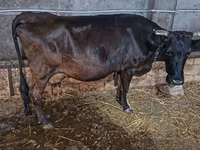بقرة, Russian Black pied cattle — الصورة 7