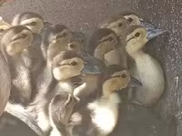 Ducks — φωτογραφία 1