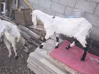 ছাগী, ছাগল — ছবি 5