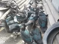 Ducks — عکس 6
