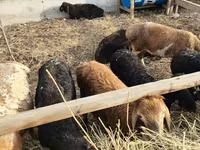 Får, Får — foto 6