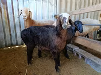 मेढ़ा, Edilbay sheep — फ़ोटो 1