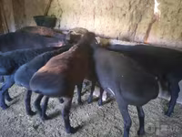 مینڈھا, بھیڑیں — تصویر 3