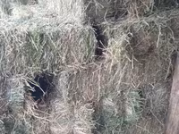 Продам люцерну — รูปภาพ 1