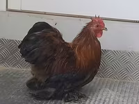 Pekin Bantam — zdjęcie 5