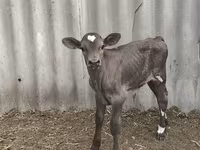 گاو نر, Swiss cattle — عکس 2