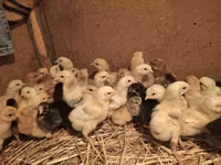 Chickens — zdjęcie 3
