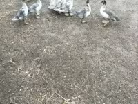 Ducks — foto 5