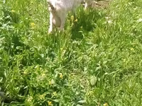 Koza, Kozy — foto 3