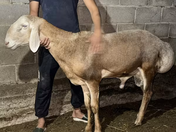 Ram, Arashan sheep — Kyrgyzstan