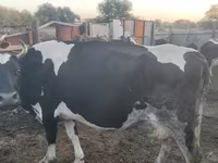 گاو ماده, Simmental cattle — عکس 3