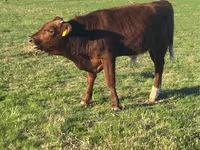 Býk, Swiss cattle — foto 5