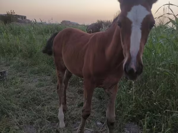 Klisna, Akhal-Teke