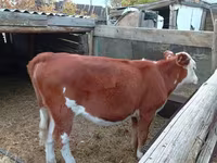 Сиыр, Simmental cattle — 2-сурет