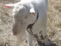Cabro, Saanen goat — foto 3