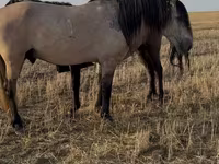 Cavallo, Bashkir horse — foto 2