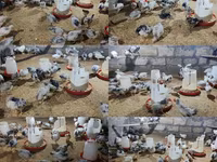 Chickens — รูปภาพ 1
