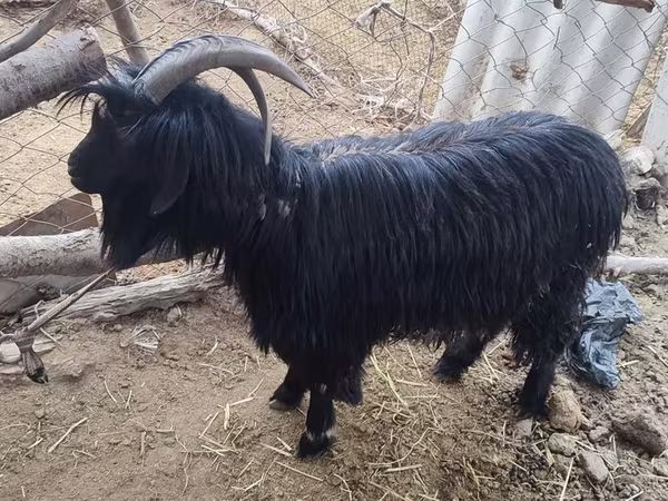 بز ماده, Dagestan coarsewool goat