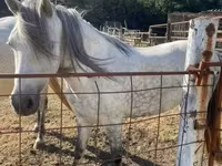 گھوڑی, Hungarian horse breed — تصویر 2