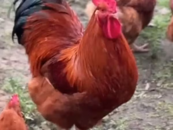 نیو همپشر رد