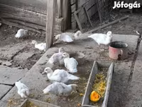 Ducks — 사진 3