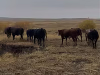 گاو نر, Swiss cattle — عکس 5