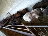 مینڈھا, بھیڑیں — تصویر 5