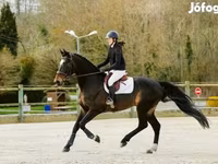Hingst, Belgian warmblood horse — foto 4