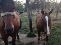 Faras dhaddig, Horses — sawirka 5