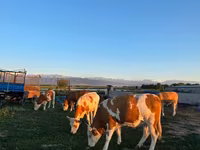 Bulle, Simmental cattle — Foto 6