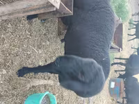 Хуц, Rhon sheep — 2 зураг