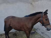 Kůň, Koně — foto 3