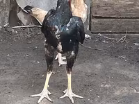 Chickens — عکس 2