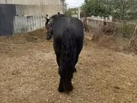 اسب نر, اسب — عکس 3