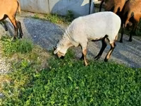 Țap, Capre — foto 2