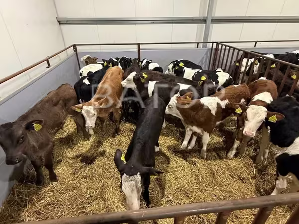 Býk, Simmental cattle