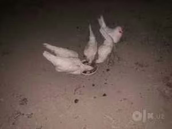 Chickens — Uzbekistan