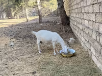 Ged, Saanen goat — foto 4