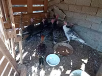 Turkeys — عکس 3